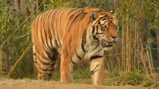 Amur-Tiger (3).jpg